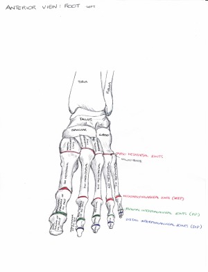 Anatomy Diagrams - Lower Limb – StudentVIP Notes